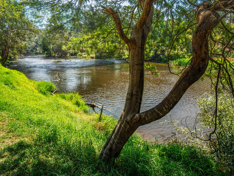 View Past Wattle Tree To River.