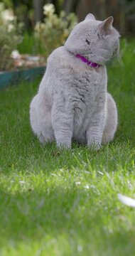 Scottish cat sitting on lawn with intense eyes in backyard garden