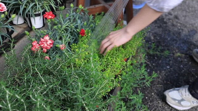 A close-up of a person's hand touching and tending to delicate flowering plants in a lush outdoor or indoor garden setting.