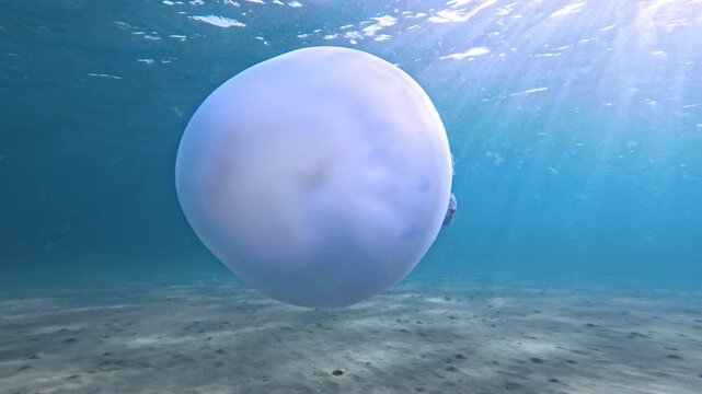 Blue ocean with jelly fish underwater and sandy sea bottom with waves on sunny day