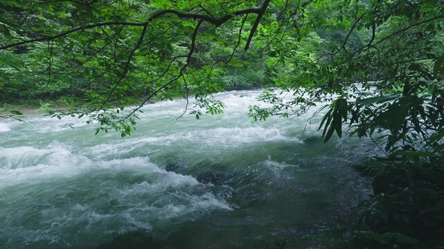 Rushing river flows through lush forest