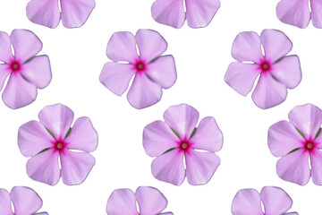 Varias  flores  de color fucsia o pétalos en un fondo transparente.  catharanthus roseus. © Elika R