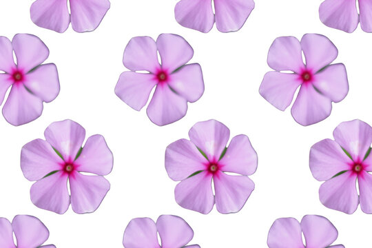 Varias  flores  de color fucsia o p&eacute;talos en un fondo transparente.  catharanthus roseus.