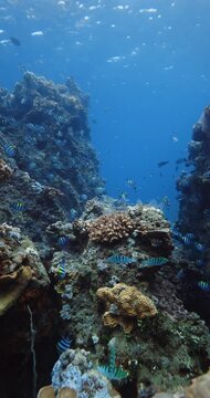 Corals with a lot of tropical fish underwater in transparent ocean, vertical screen