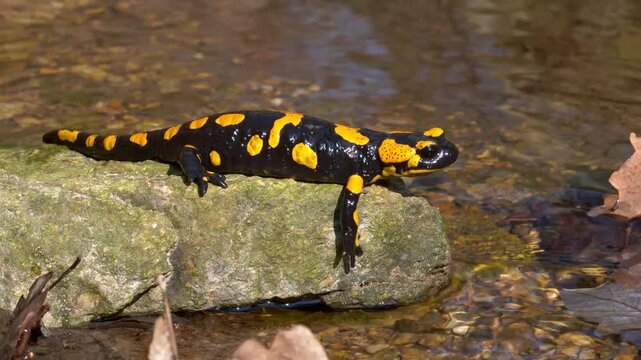 Fire Salamander Sunbathing: A striking fire salamander with its distinctive black and yellow pattern rests on a mossy rock in shallow, clear water, enjoying a moment of repose in its natural habitat.