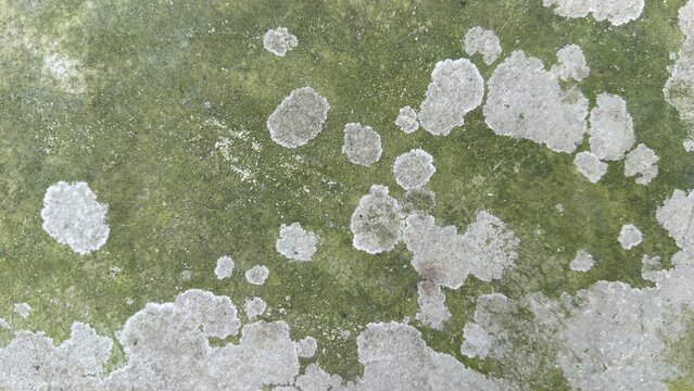 Green moss and white lichen growing on a weathered gray surface