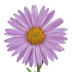Obraz premium A single purple aster flower with a yellow center isolated on a white background.