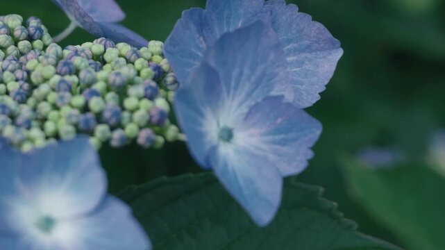 Light blue hydrangea flowers