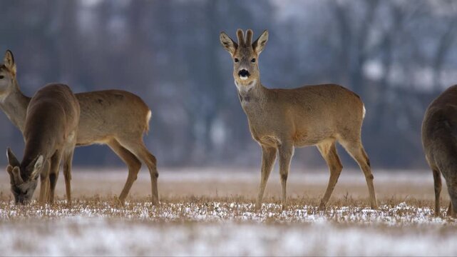 Roe Deer in Winter Field: A small herd of roe deer forage in a snow-dusted field during a cold winter day, their coats blending with the muted landscape.