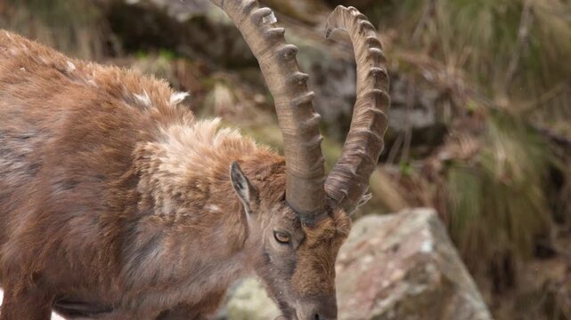 Alpine Ibex Walking Across Snowy Mountain Slope in Italy