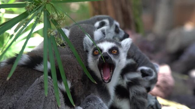Ring-Tailed Lemurs' Lively Encounter: A close-up view captures the expressive face of a ring-tailed lemur, its mouth wide open in a vocalization, surrounded by other lemurs amidst lush green foliage.