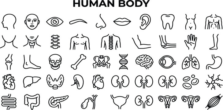 Human Body Line Editable Icons set. Contain icons related to human body, anatomy, organ, body parts, and more. 