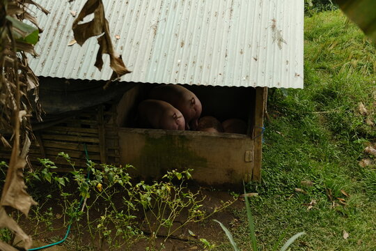 Two pigs seen from behind inside a small traditional Balinese pigsty