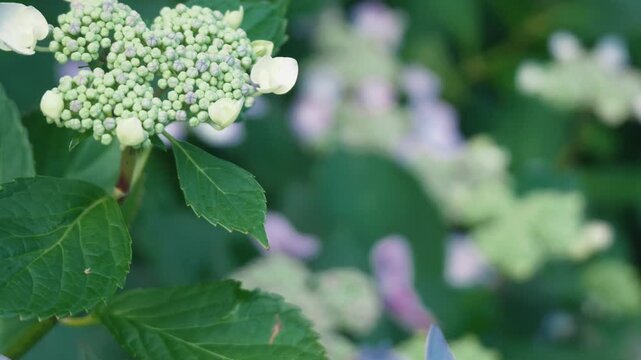 Light blue hydrangea flowers