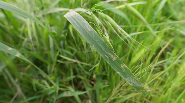 closeup of grass leaf blowing in the wind 