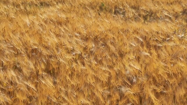 Golden barely field. Ripe ears.
