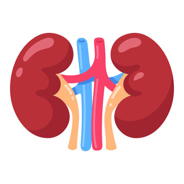 Vibrant cartoon kidneys showcasing essential human organ anatomy, perfect for medical education and health.