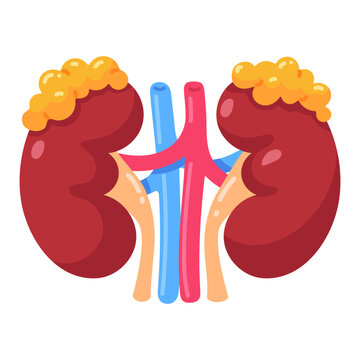 Vibrant cartoon illustration of healthy human kidneys with adrenal glands and blood vessels