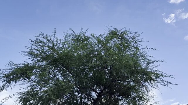 Neltuma pallida (formerly Prosopis pallida) is a species of mesquite tree. kiawe, huarango, American carob. City of Honolulu, Oahu island, Hawaii.