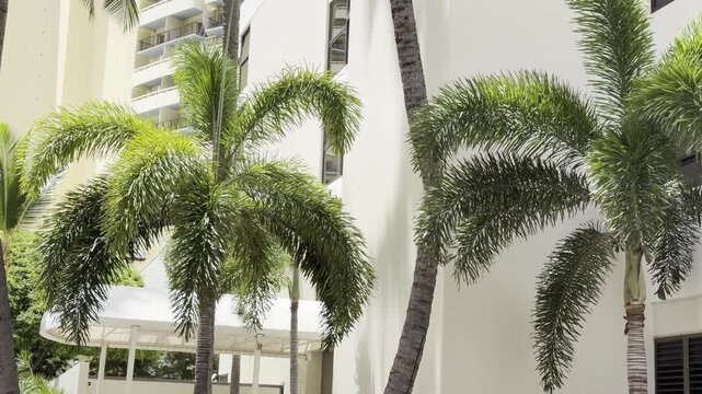 Wodyetia is a genus of the palm family Arecaceae, containing the single species Wodyetia bifurcata. The species, commonly known as foxtail palm.  City of Honolulu, Oahu, Hawaii. 