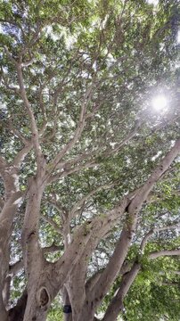 Ficus microcarpa, also known as Chinese banyan, Hill's weeping fig, small-fruited fig, Malayan banyan, Indian laurel, or curtain fig. Waikiki, Honolulu, Oahu, Hawaii