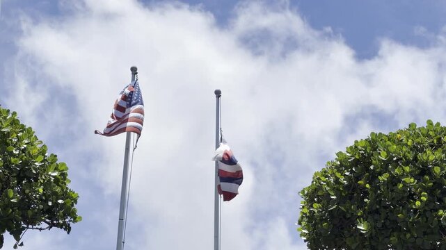 The U.S. flag and the state flag of Hawaii (originally the flag of the Kingdom of Hawaii). Honolulu, Oahu, Hawaii. Clusia rosea, the autograph tree, copey, cupey, balsam apple, pitch-apple