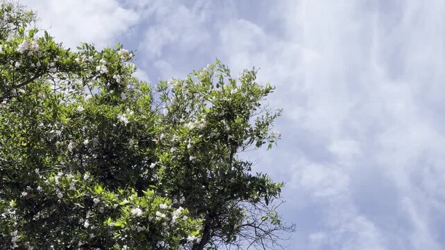 Tabebuia heterophylla, roble blanco, pink manjack, pink trumpet tree, white cedar, and whitewood. Waikiki, Honolulu, Oahu, Hawaii. 