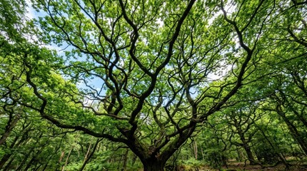 Fototapeta premium Low Angle View of a Large Ancient Oak Tree in a Lush Green Forest Environment