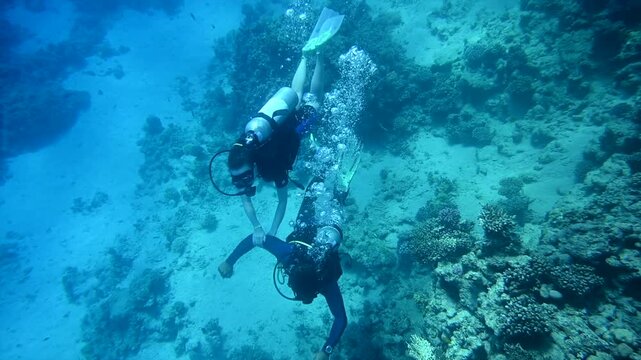 Two scuba divers swim together over a coral reef in an underwater ocean environment dynamic footage.