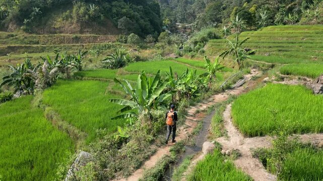 Drone view of a farmer walking through lush green rice terraces in a tropical countryside under bright daylight.