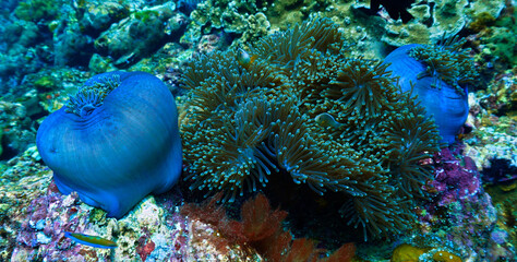 Underwater photo of anemone at a coral reef. From a scuba dive in the Andaman Sea in Thailand. © Johan