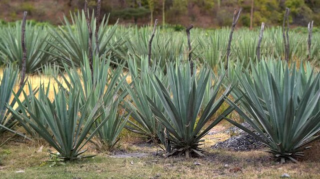 Rows of blue agave (Agave tequilana) plants growing in a rustic agricultural field in Mexico, with wooden fence posts and wire fencing in the background. Ideal for content about tequila production, su