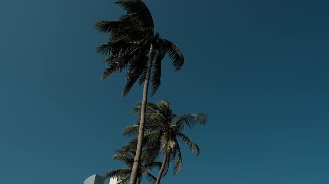 Low-angle cinematic view of tall tropical palm trees gently swaying in the wind beneath a clear blue sky. Perfect for travel, vacation, summer, tropical lifestyle, beach destination, nature, and relax