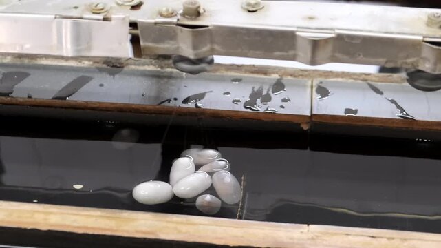 Silkworm cocoons float in a water bath during the silk reeling production process.