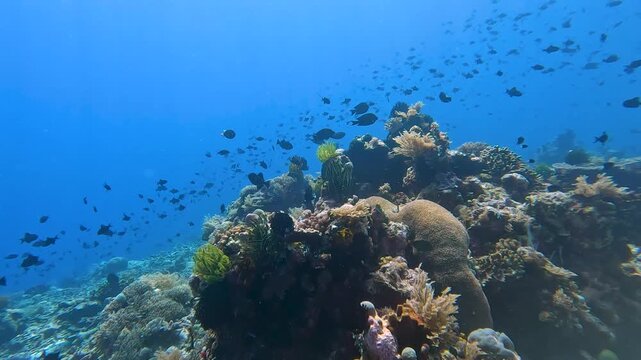 Scuba diving over coral reef environment hard and soft corals with shoals of tropical fish redtoothed triggerfish in coral triangle region of Timor-Leste