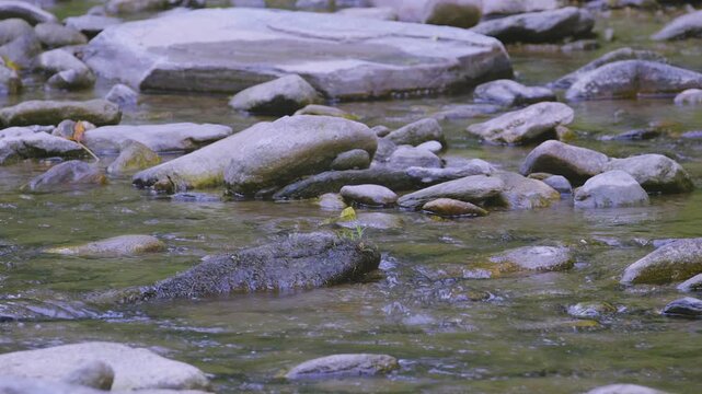 Close view of a small section of Elk Creek, in North Carolina. Shallow, but flowing freshwater stream during mid-summer afternoon. Clip C