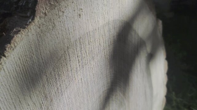 A close-up static shot shows soft leaf shadows gently swaying across the natural light wood surface and exposed annual rings of a freshly cut tree trunk, creating an organic sunlight texture.