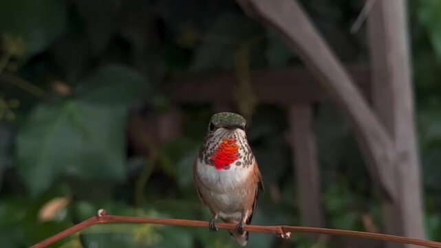 Rufous Hummingbird Perched on a Thin Branch in a Garden