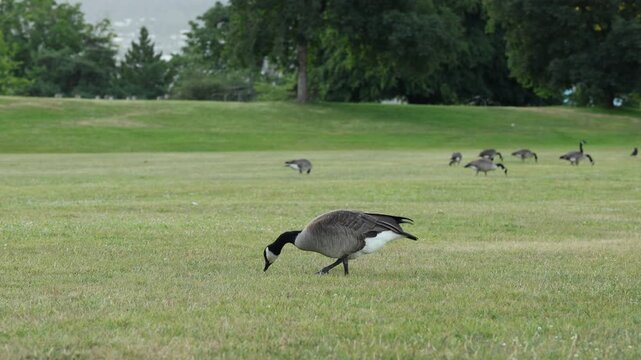 Canadian goose eating grass in the park, wild animal portrait establisher