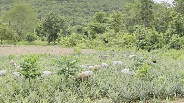 Farm sheep with tropical pineapple farm in rural meadow, sheep in the field.