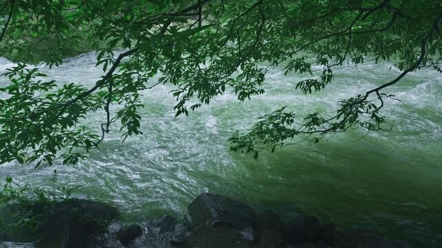 Rushing river with rocks and tree branches