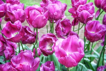 Obraz premium Purple tulips bloom very beautifully
