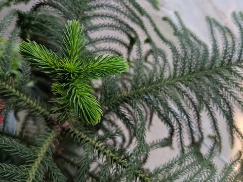 Fresh New Growth of Norfolk Island Pine Branch