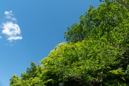 青空と公園の緑　晴れ晴れとした気持ちがいい風景