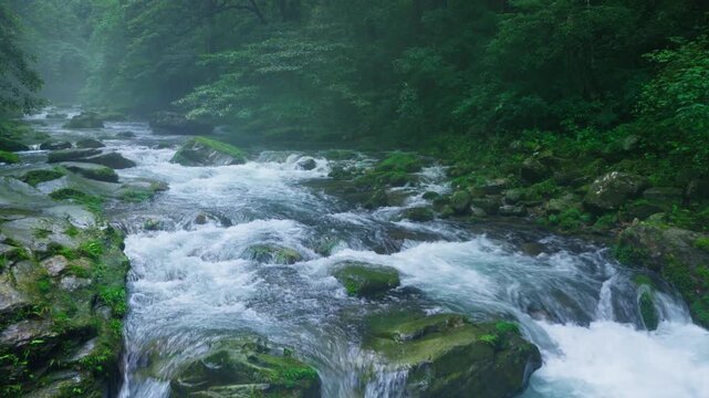 Turbulent river rapids in misty forest