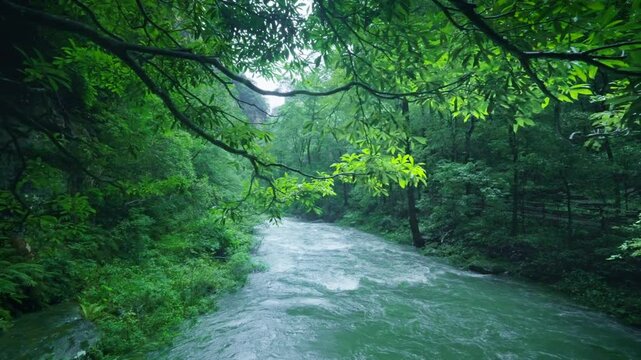 Rushing river flows through lush green forest