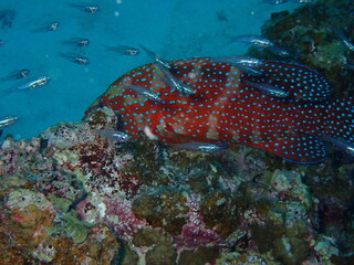 サンゴ礁の根で過ごす赤い体に青い斑点のユカタハタと小魚の群れ、水中撮影 © INF.Blue