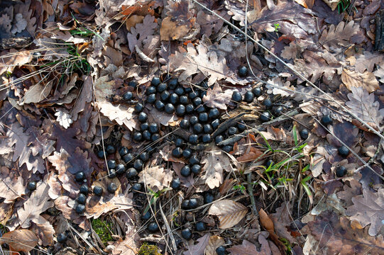 Deer scat in a forest. Roe deer droppings in the forest.