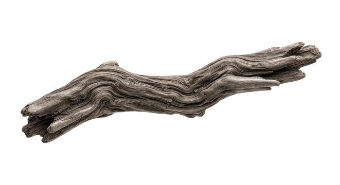 A detailed close up of a weathered piece of driftwood isolated on a solid black background showing natural textures and organic shapes of wood