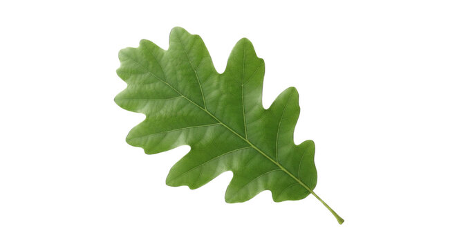 A single fresh green oak leaf isolated on a clean white background showcasing natural texture and organic veins for botanical design and nature themed projects